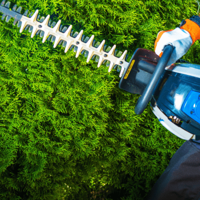 Tree Trimming